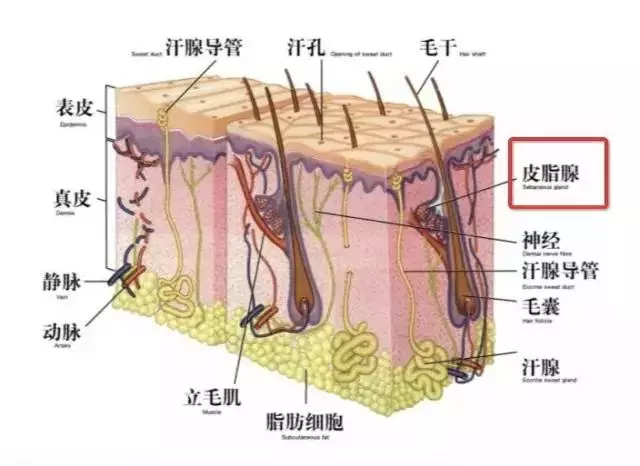 油脂